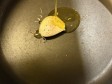 pasta ai due pomodorini pasta ai due pomodorini