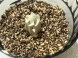 torta caprese in friggitrice ad aria